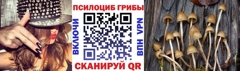 Псилоцибиновые грибы Psilocybe наркошоп Среднеколымск